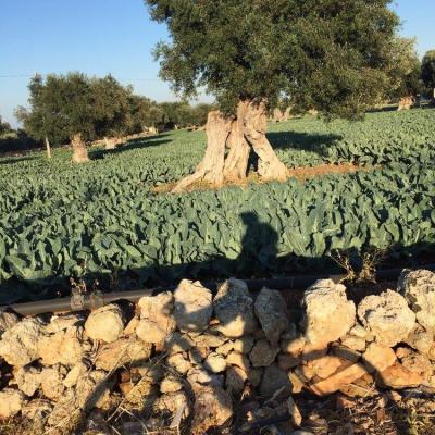 12191189 951860014887265 5499380088441845099 O